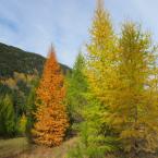 Autumn in Kootenay<br>  
